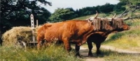 Dossier-Odienn&eacute;/  Conflits agriculteurs-&eacute;leveurs : une menace sur la coh&eacute;sion sociale