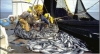 P&ecirc;che et aquaculture : experts et parties prenantes r&eacute;fl&eacute;chissent &agrave; Abidjan sur la r&eacute;forme du secteur en Afrique
