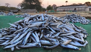 En Afrique, les moustiquaires servent de plus en plus à attraper du poisson