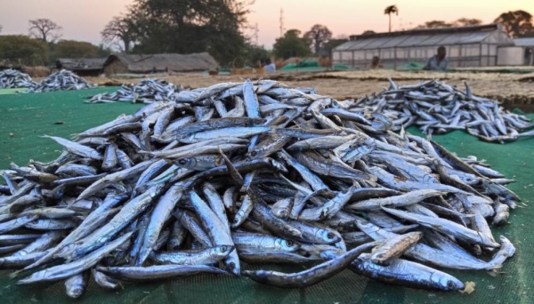 En Afrique, les moustiquaires servent de plus en plus à attraper du poisson