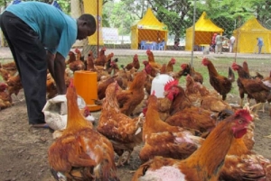 Le Projet &quot;Abattoirs de volaille&quot; pour  moderniser la filière avicole en Côte d’Ivoire