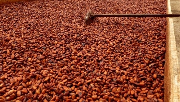 Côte d&#039;Ivoire : Situation confuse sur la vente du cacao ivoirien : Les explications du gouvernement