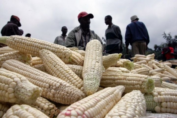 Sécurité alimentaire : Le maïs, une autre réponse qui s&#039;organise en Côte d&#039;Ivoire