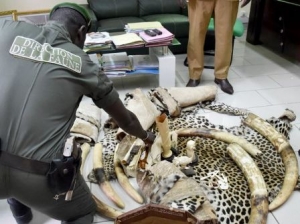 Des peux de panthères de l&#039;ivoire et des objets sculptés en ivoire saisis le 08/05/2017 à Abidjan