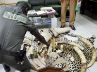 Des peux de panth&egrave;res de l'ivoire et des objets sculpt&eacute;s en ivoire saisis le 08/05/2017 &agrave; Abidjan