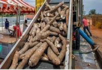 Construction prochaine de 4 usines de transformation de manioc dans le Gb&ecirc;k&ecirc;