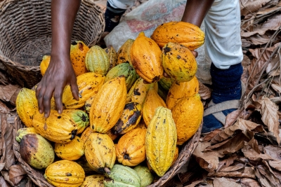 Cacao : le paradoxe du si&egrave;cle, quand les prix s&rsquo;envolent et les planteurs s&rsquo;enfoncent