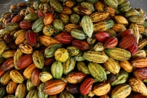 La Côte d’Ivoire édicte des mesures pour une production abondante dans la filière café-cacao