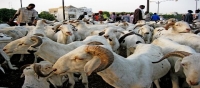 Production animale : 2,1 milliards du cheptel mondial menac&eacute;s par la peste des petits ruminants (FAO)