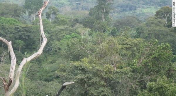 REDD + : près de 112 milliards de FCFA à mobiliser pour refaire le couvert forestier ivoirien