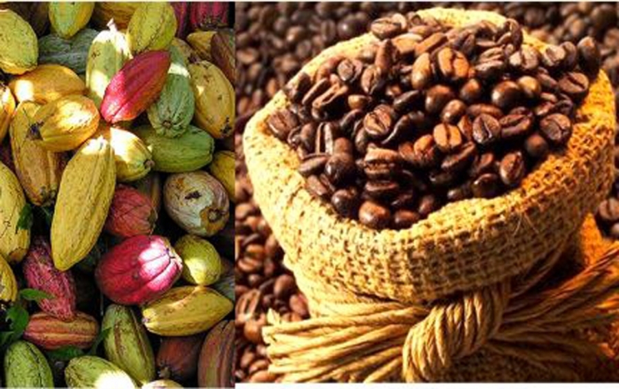 Côte d’Ivoire : le prix bord champ du cacao fixé à 2800 FCFA et celui du café à 1700 FCFA le kg pour la campagne 2025-2026