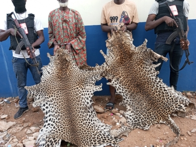 Côte d&#039;Ivoire : deux présumés trafiquants d’animaux interpellés avec 3 peaux de panthères  à Bouna