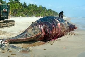 Une baleine sans vie de 12 mètres de long a été découverte sur le littoral ivoirien