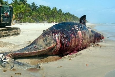 Une baleine sans vie de 12 m&egrave;tres de long a &eacute;t&eacute; d&eacute;couverte sur le littoral ivoirien