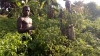 C&ocirc;te d&rsquo;Ivoire : Dans la fi&egrave;vre du "Piment-dollar" &agrave; Ferke, un business fructueux mais &eacute;pic&eacute;