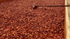 C&ocirc;te d&rsquo;Ivoire : Le prix bord champs du cacao rabaiss&eacute; &agrave; 700 FCFA/kg pour la campagne interm&eacute;diaire