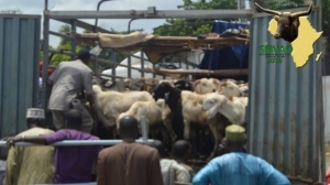 Côte d’Ivoire : Des acteurs de la filière bétail viande instruits sur les normes sanitaires en vigueur en Afrique de l’Ouest