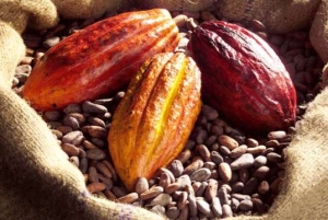 La Côte d’Ivoire désormais premier transformateur de cacao au monde, selon l’ICCO