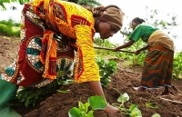 Agriculture : la C&ocirc;te d&rsquo;Ivoire re&ccedil;oit 18,6 millions de dollars pour booster sa fili&egrave;re rizicole