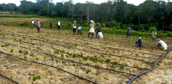 Côte d’Ivoire /Yamoussoukro : le premier pôle agro-industriel financé par la BAD