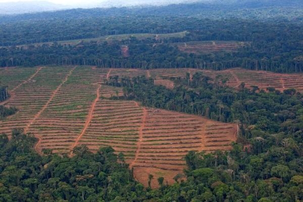 Enquête sur les investissements de Bolloré qui menacent les forêts africaines