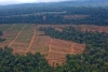 Enqu&ecirc;te sur les investissements de Bollor&eacute; qui menacent les for&ecirc;ts africaines
