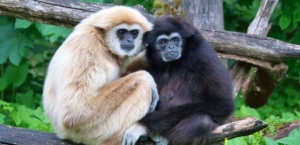 Deux gibbons à mains blanches au zoo de Salsbourg (Ph. d&#039;archive)
