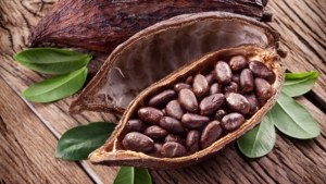 Côte d’Ivoire : Bientôt une usine de transformation de cacao à Guinglo-Zagna (Département de Bangolo)