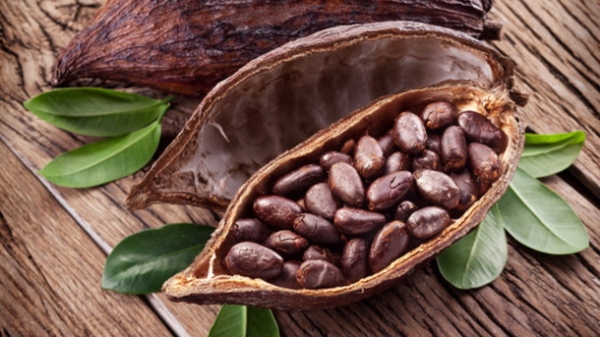 Côte d’Ivoire : Bientôt une usine de transformation de cacao à Guinglo-Zagna (Département de Bangolo)