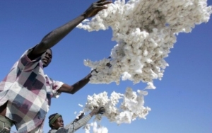 Côte d’Ivoire- Coton : record…encore!