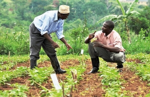 Nigeria : La BAD approuve un prêt de 210 millions de dollars pour la transformation agroalimentaire