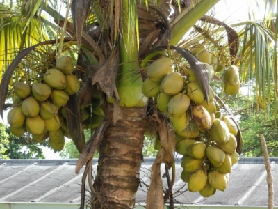 C&ocirc;te d'Ivoire : Une "foire du Cocotier" &agrave; Grand-Lahou pour vulgariser les richesses de cette culture