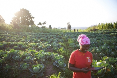 Jeunes africains et opportunit&eacute;s du secteur agricole : huit millions d'emplois stables d'ici 2020, selon une &eacute;tude