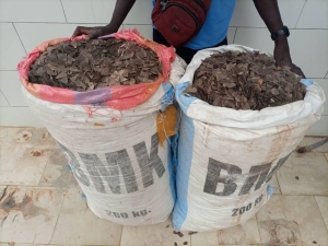 Côte d’Ivoire/ Guiglo : Deux trafiquants d’animaux mis aux arrêts avec 153 kilogrammes d’écailles de pangolins