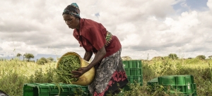 Afrique : le traité de libre-échange peut favoriser le commerce durable de la biodiversité africaine
