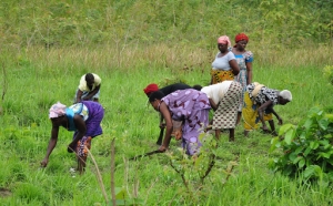 Côte d’Ivoire : la BAD va soutenir la création de chaînes de valeur agricoles (Adesina)