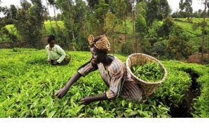 Sécurité alimentaire : La Côte d’Ivoire se dote d’un plan de transition vers l’agriculture intelligente