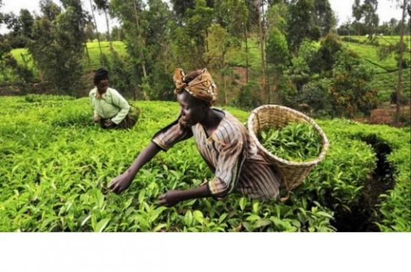 Sécurité alimentaire : La Côte d’Ivoire se dote d’un plan de transition vers l’agriculture intelligente