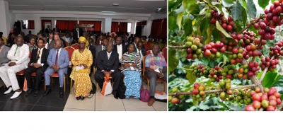 Côte d’Ivoire : 11 résolutions pour promouvoir le café robusta en Afrique et à Madagascar