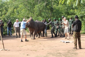 Le rhinocéros de Djamalabo (M’Batto) a été transféré à Bouaké