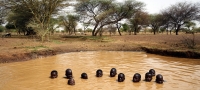 R&eacute;gion du Sahel : Pr&egrave;s de 5 millions d'enfants auront besoin d'une aide humanitaire cette ann&eacute;e (UNICEF)