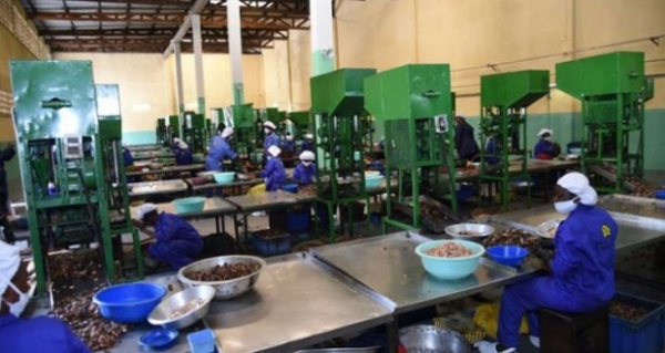 Côte d&#039;Ivoire : Une zone industrielle annoncée à Korhogo pour booster la filière l’anacarde