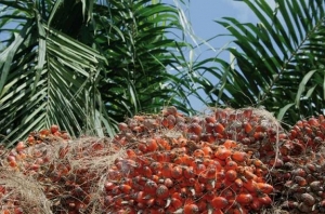 Côte d’Ivoire : Les coopératives de palmier se mettent de plus en plus à la fusion pour sauver leur activité