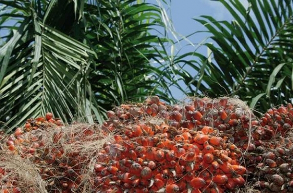Côte d’Ivoire : Les coopératives de palmier se mettent de plus en plus à la fusion pour sauver leur activité