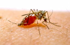 Mozambique/ Santé: Vestergaard et Goodbye Malaria célèbrent la Journée Mondiale contre le Paludisme