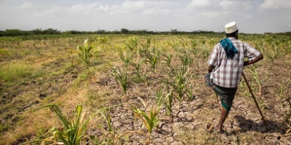 Corne de l’Afrique: pour éviter une crise alimentaire, il faut aider d’urgence les agriculteurs