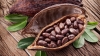Une mission de Cocoa Board ghan&eacute;en annonc&eacute;e en C&ocirc;te d&rsquo;Ivoire