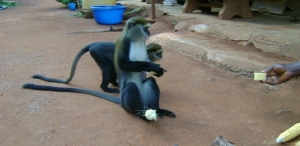 Côte d’Ivoire-Bondoukou: l’histoire des singes &quot;sacrés&quot; de Soko