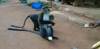 C&ocirc;te d&rsquo;Ivoire-Bondoukou: l&rsquo;histoire des singes "sacr&eacute;s" de Soko