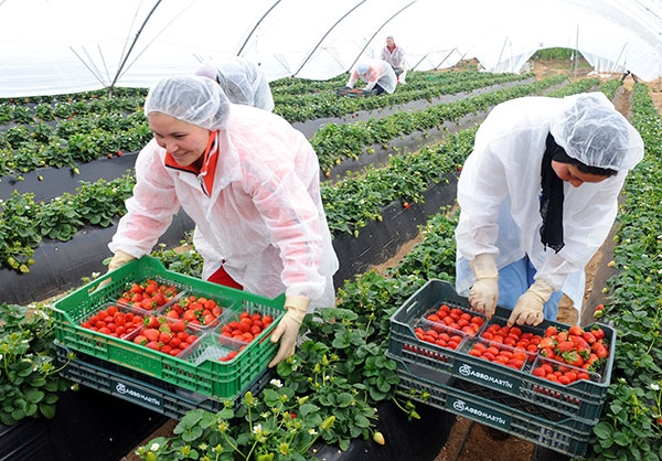 Maroc : La BAD Mobilise Plus de 114 Millions d’euros pour Soutenir une Agriculture plus Résiliente et Plus Inclusive